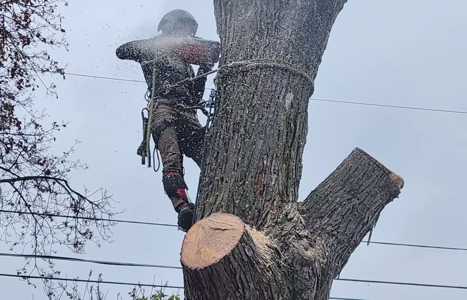 Tree Houdini arborist roped into a large tree during a removal